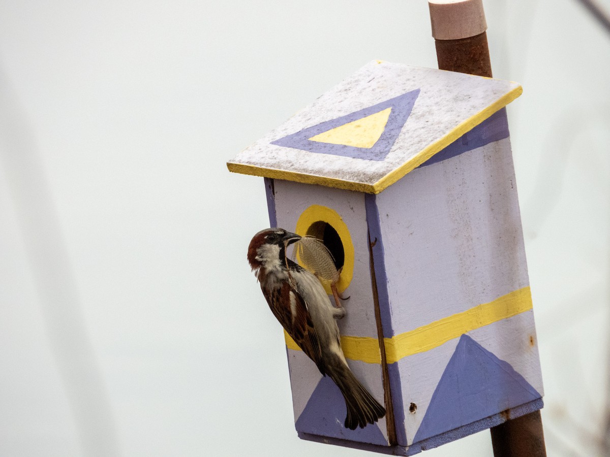 House Sparrow - Andrew Mackie