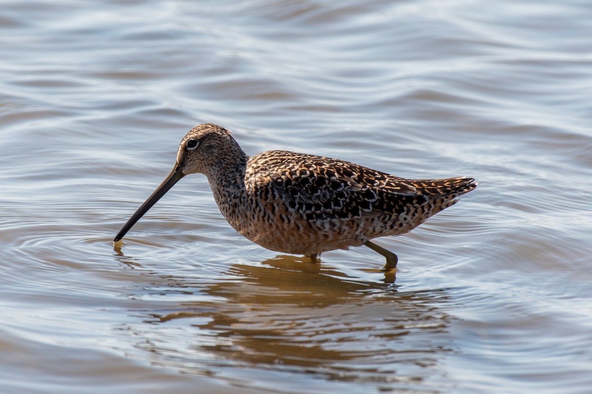 Long-billed Dowitcher - ML225730701