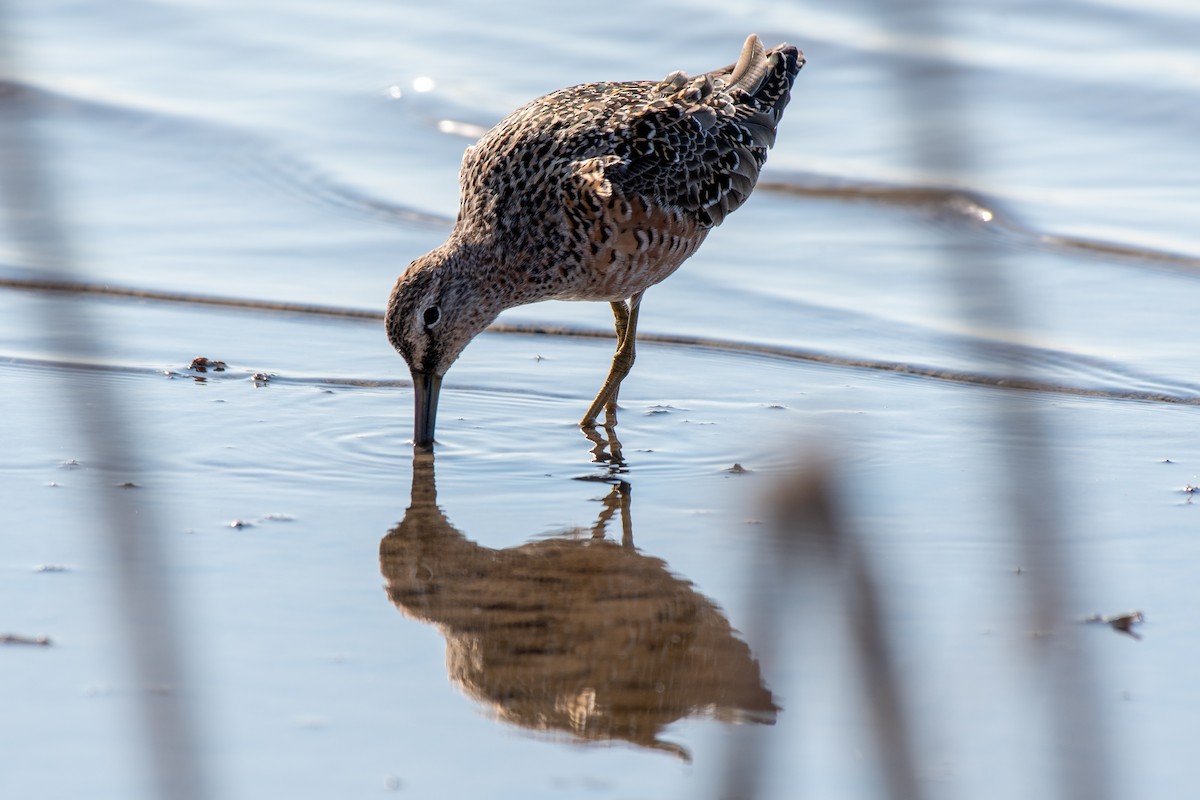 Long-billed Dowitcher - ML225730711
