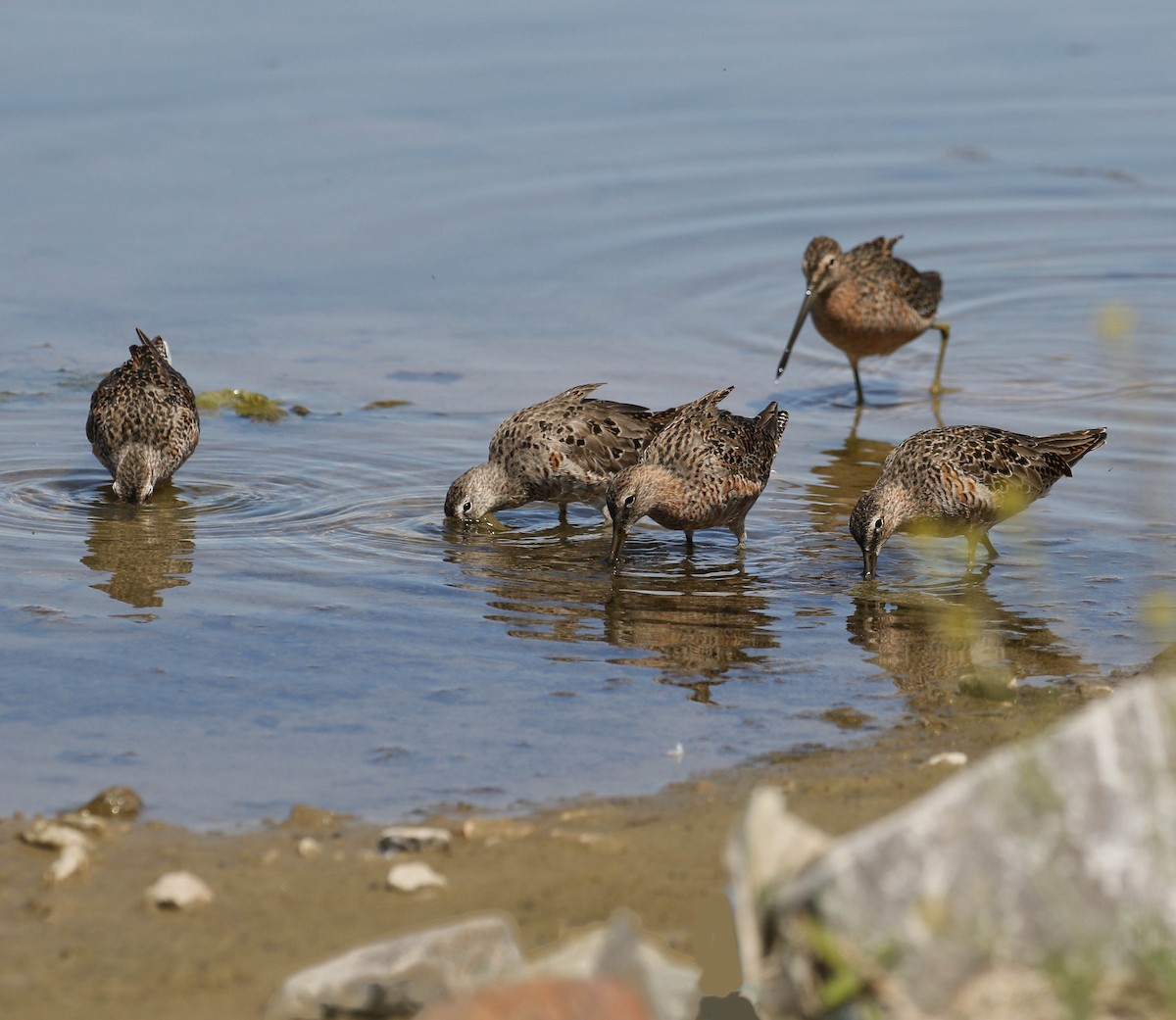 Long-billed Dowitcher - ML225731391