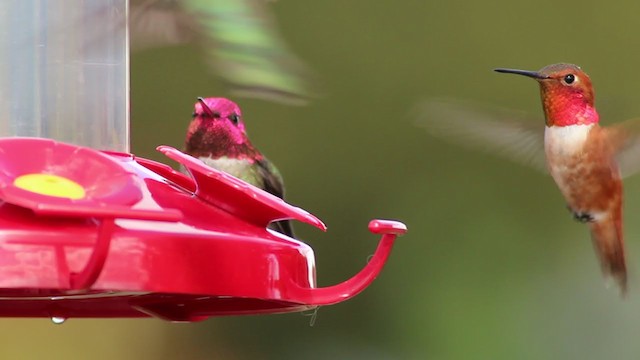 Rufous Hummingbird - ML225731461