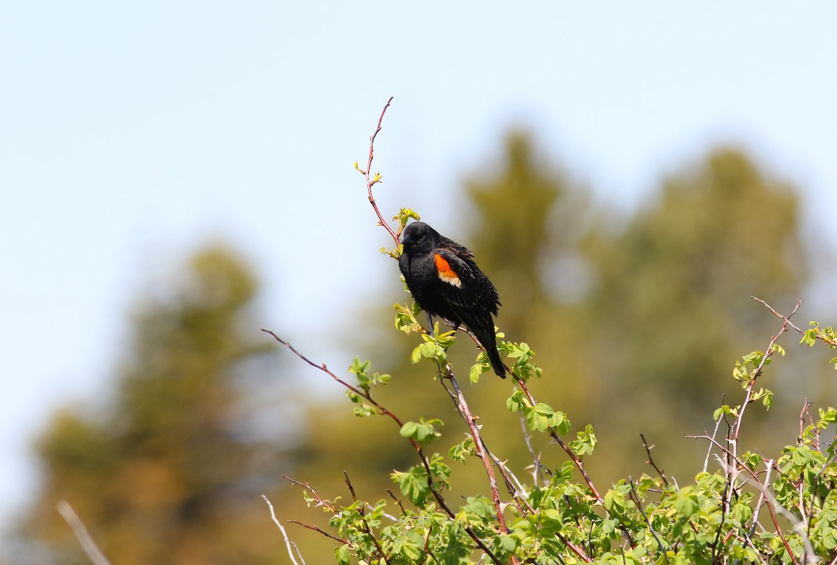 Red-winged Blackbird - Marie O'Shaughnessy