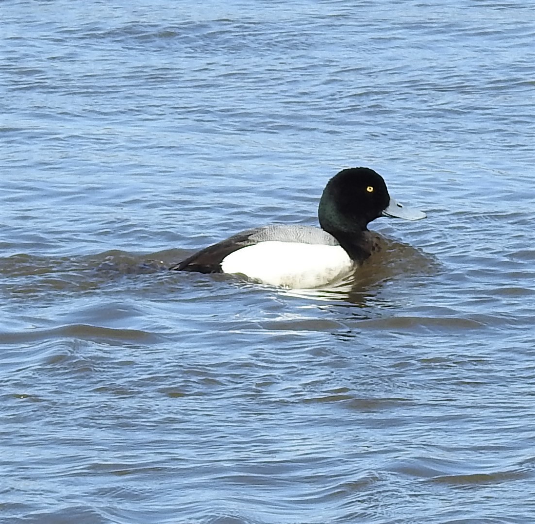 Greater Scaup - ML225748181