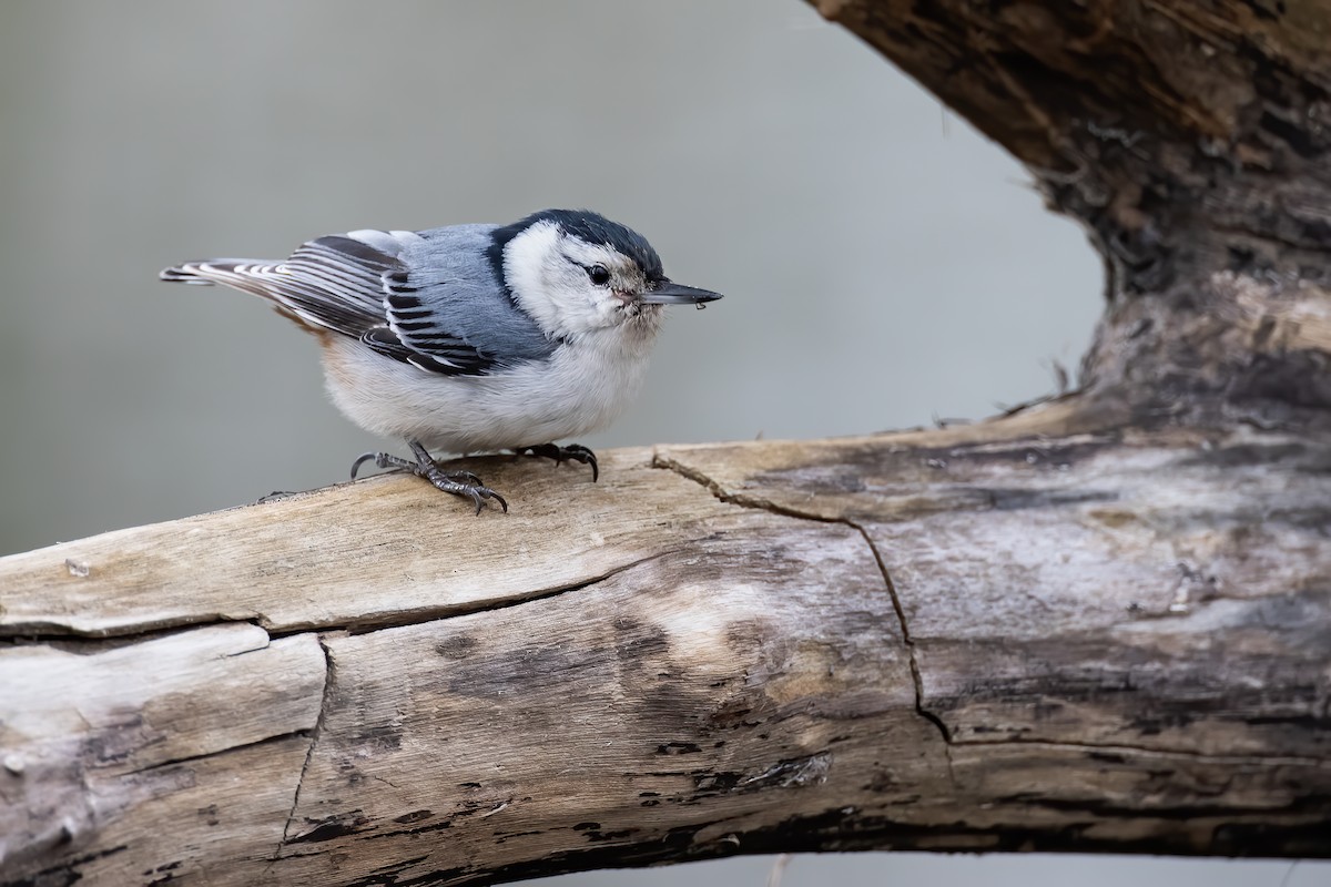 White-breasted Nuthatch - Ryan Sanderson