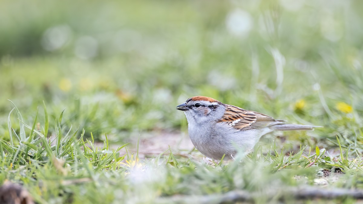 Chipping Sparrow - ML225753361