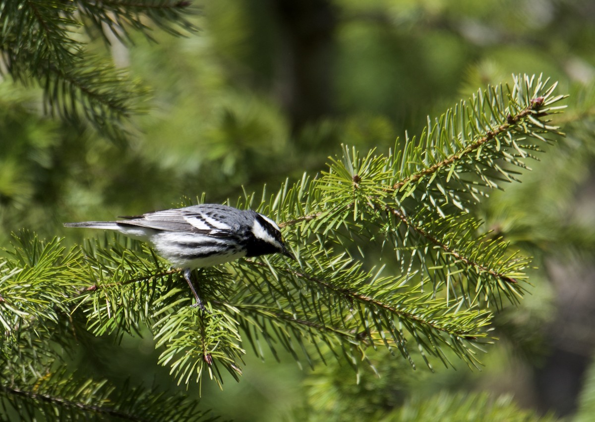 Black-throated Gray Warbler - ML225759581
