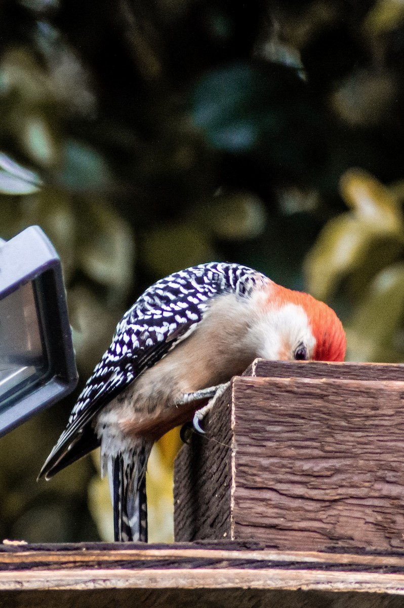 Red-bellied Woodpecker - ML225759871