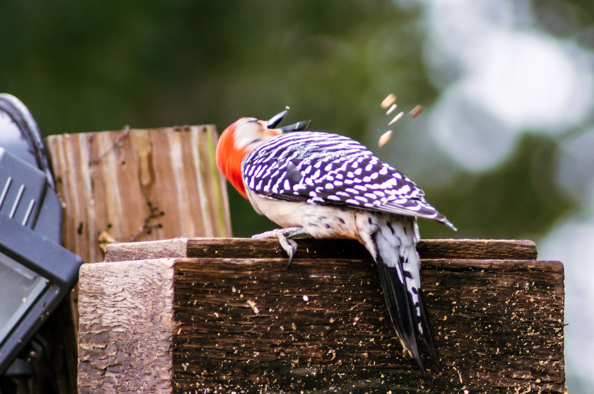 Red-bellied Woodpecker - ML225759881