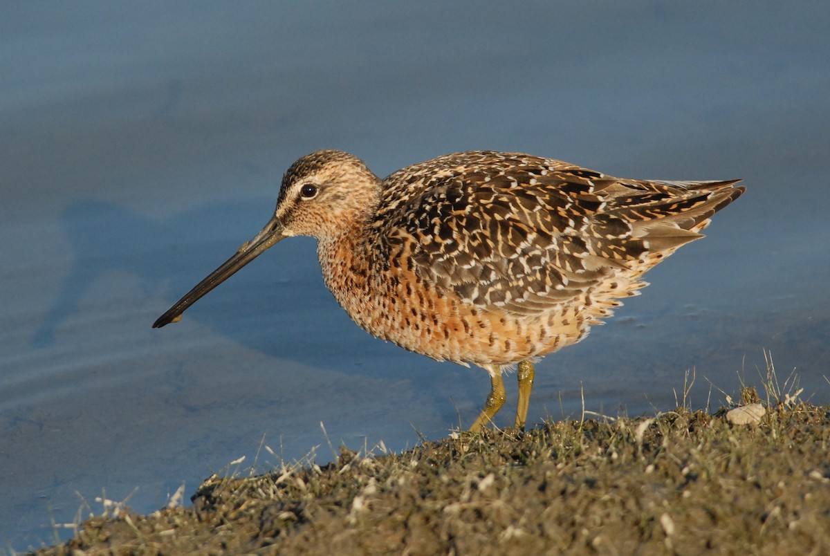 Long-billed Dowitcher - ML225762481