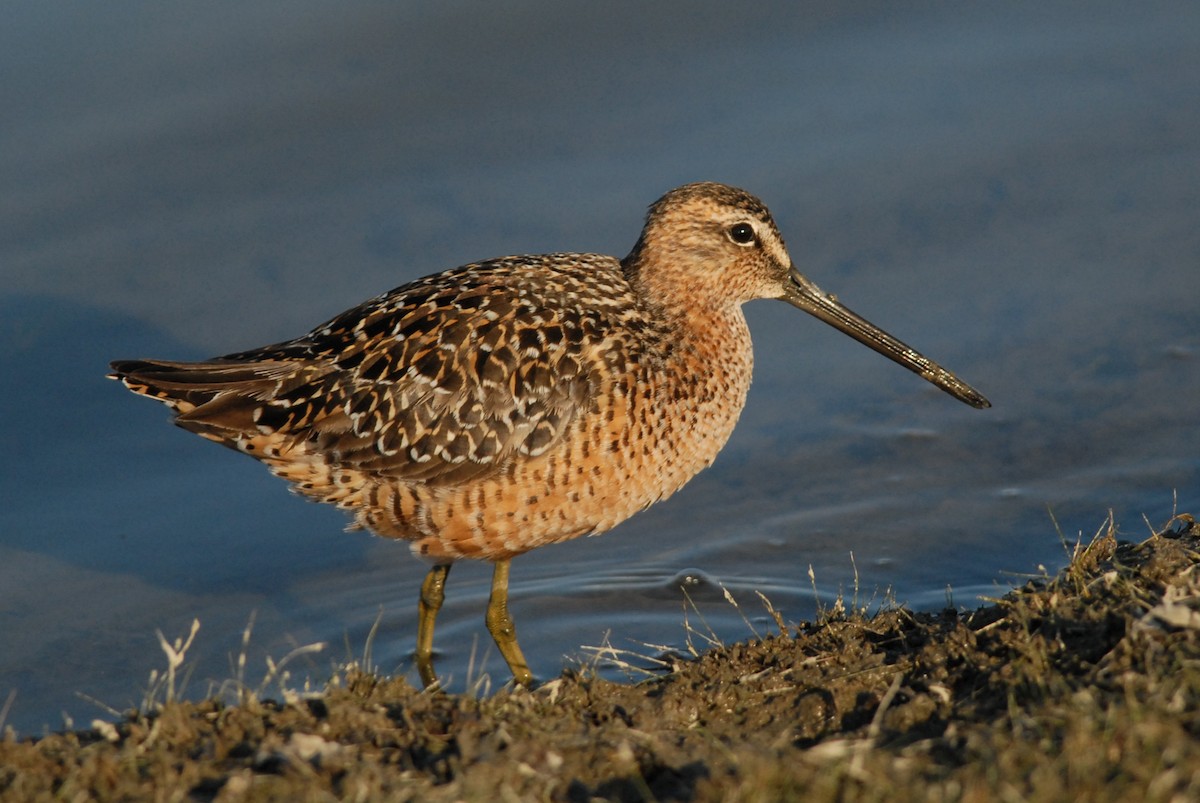 Long-billed Dowitcher - ML225762501