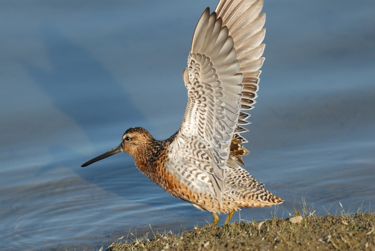 Long-billed Dowitcher - ML225762511