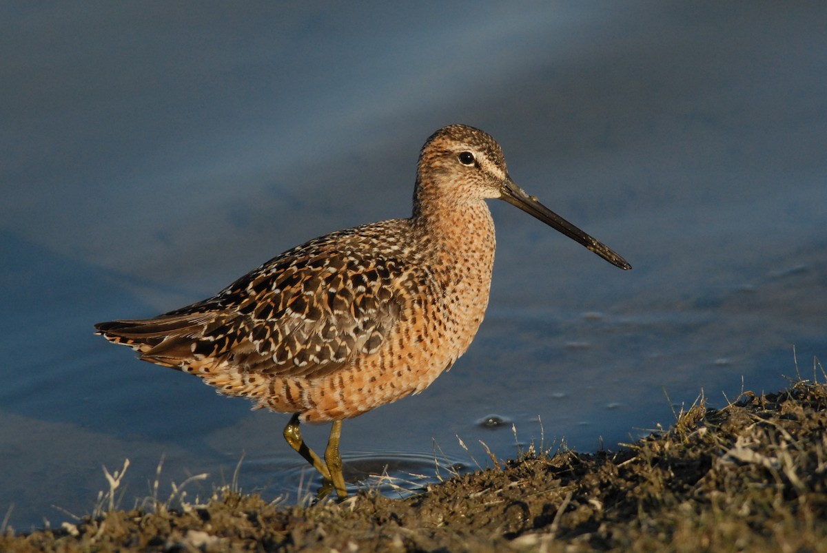 Long-billed Dowitcher - ML225762521