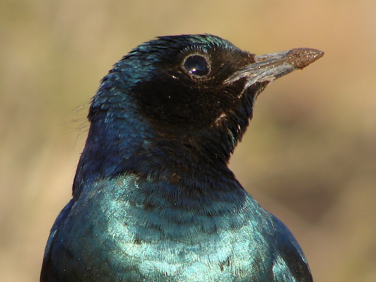 Burchell's Starling - Terence Alexander