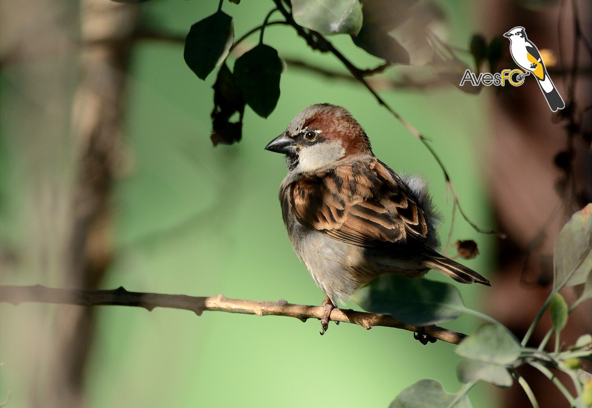 House Sparrow - AvesFC UNAM