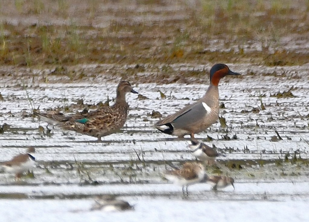 Green-winged Teal - ML225768861