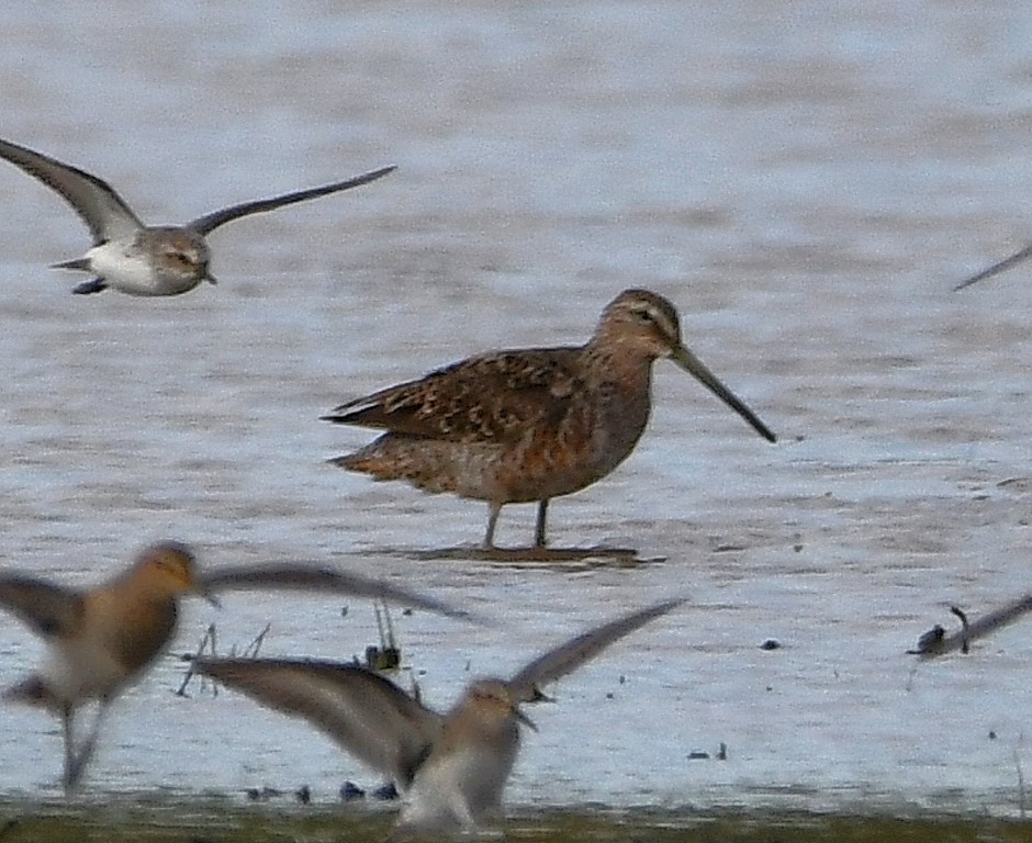 Long-billed Dowitcher - ML225769011