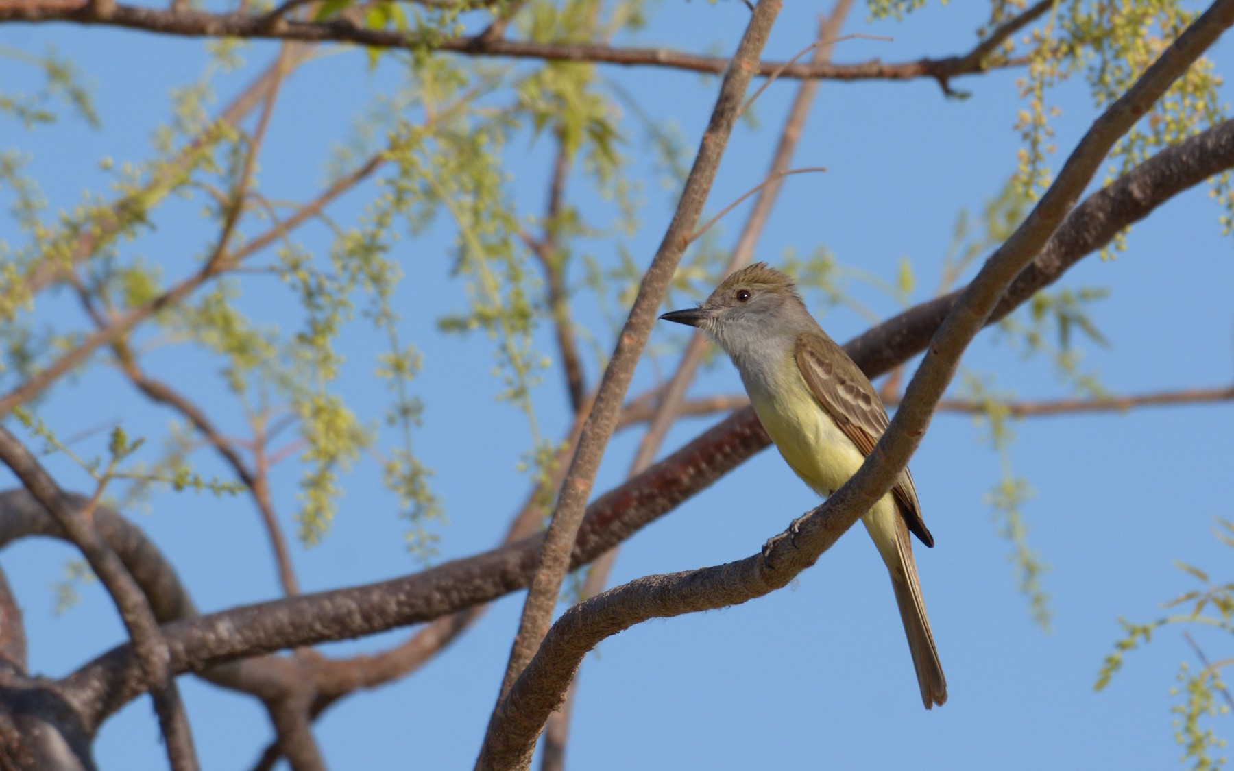 https://cdn.download.ams.birds.cornell.edu/api/v1/asset/225770911/1800