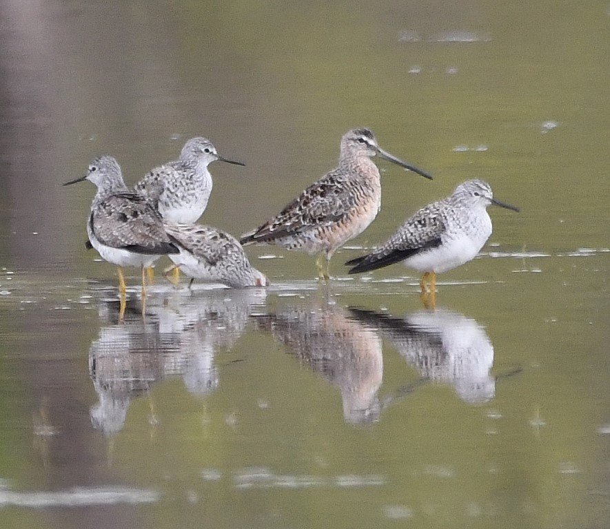 Long-billed Dowitcher - ML225772781