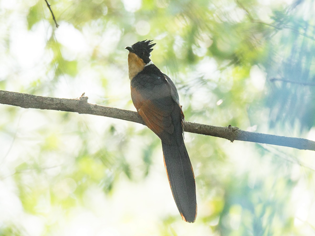 Chestnut-winged Cuckoo - Wich’yanan Limparungpatthanakij