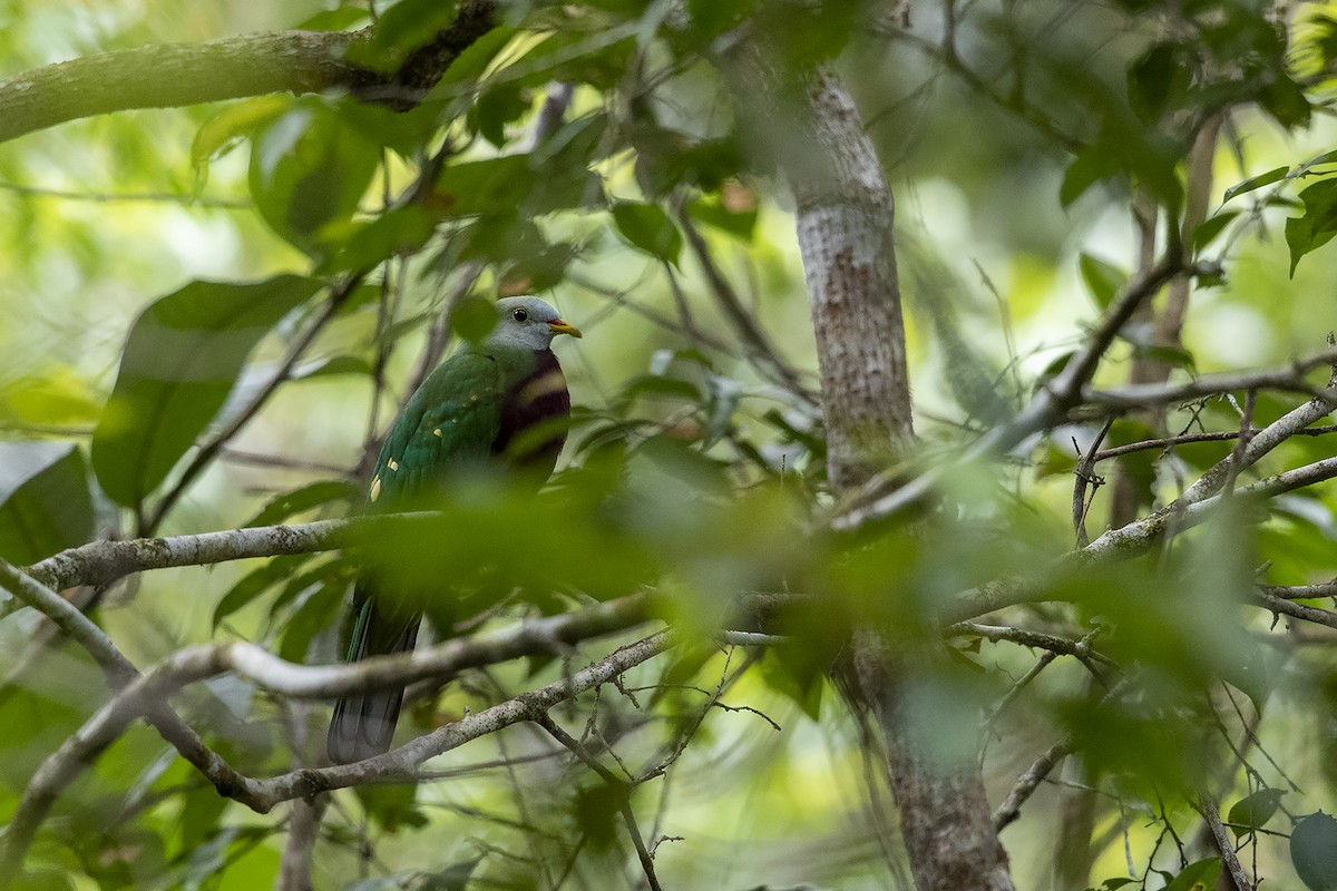 Wompoo Fruit-Dove - Niall D Perrins