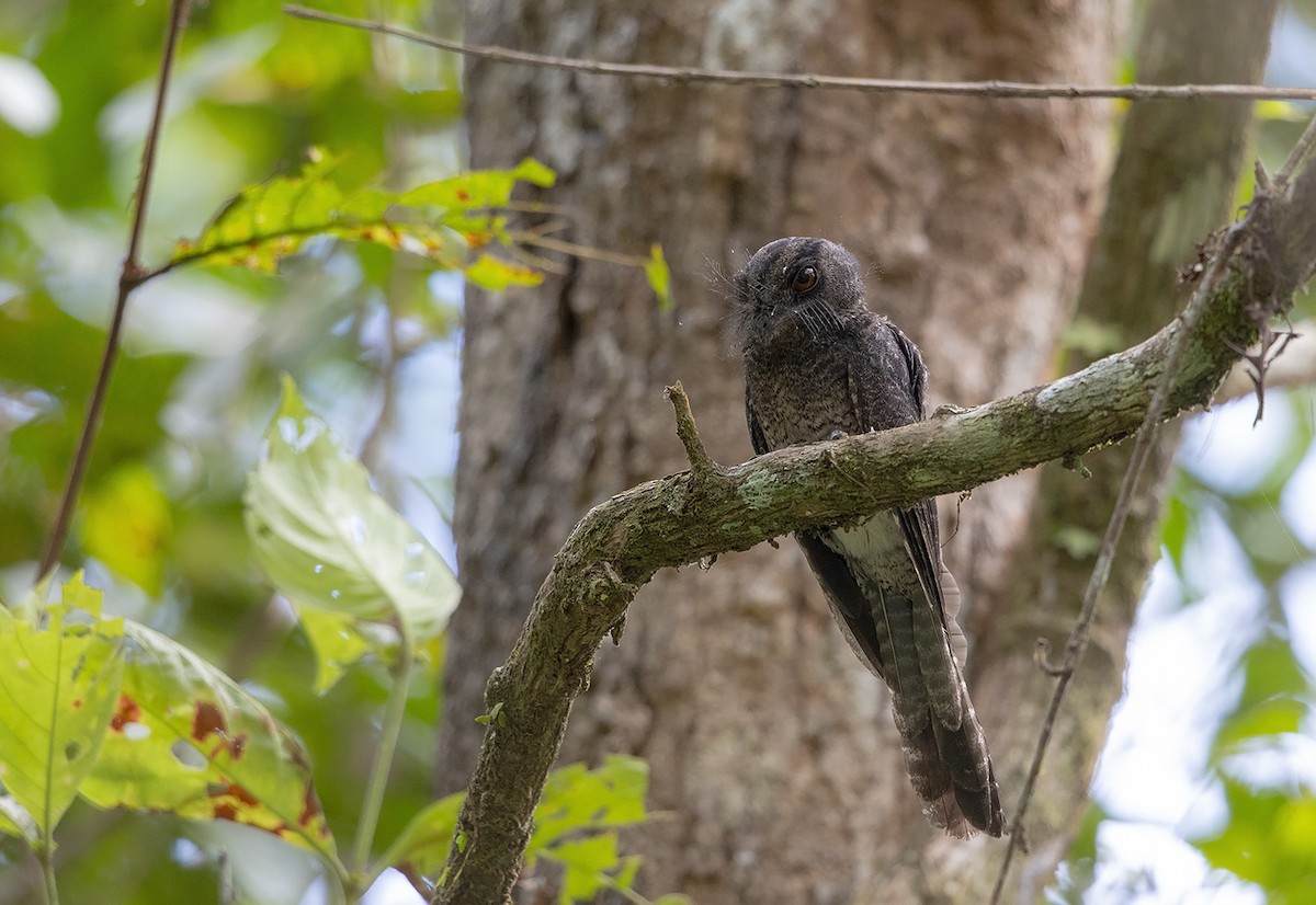 Barred Owlet-nightjar (Barred) - Niall D Perrins