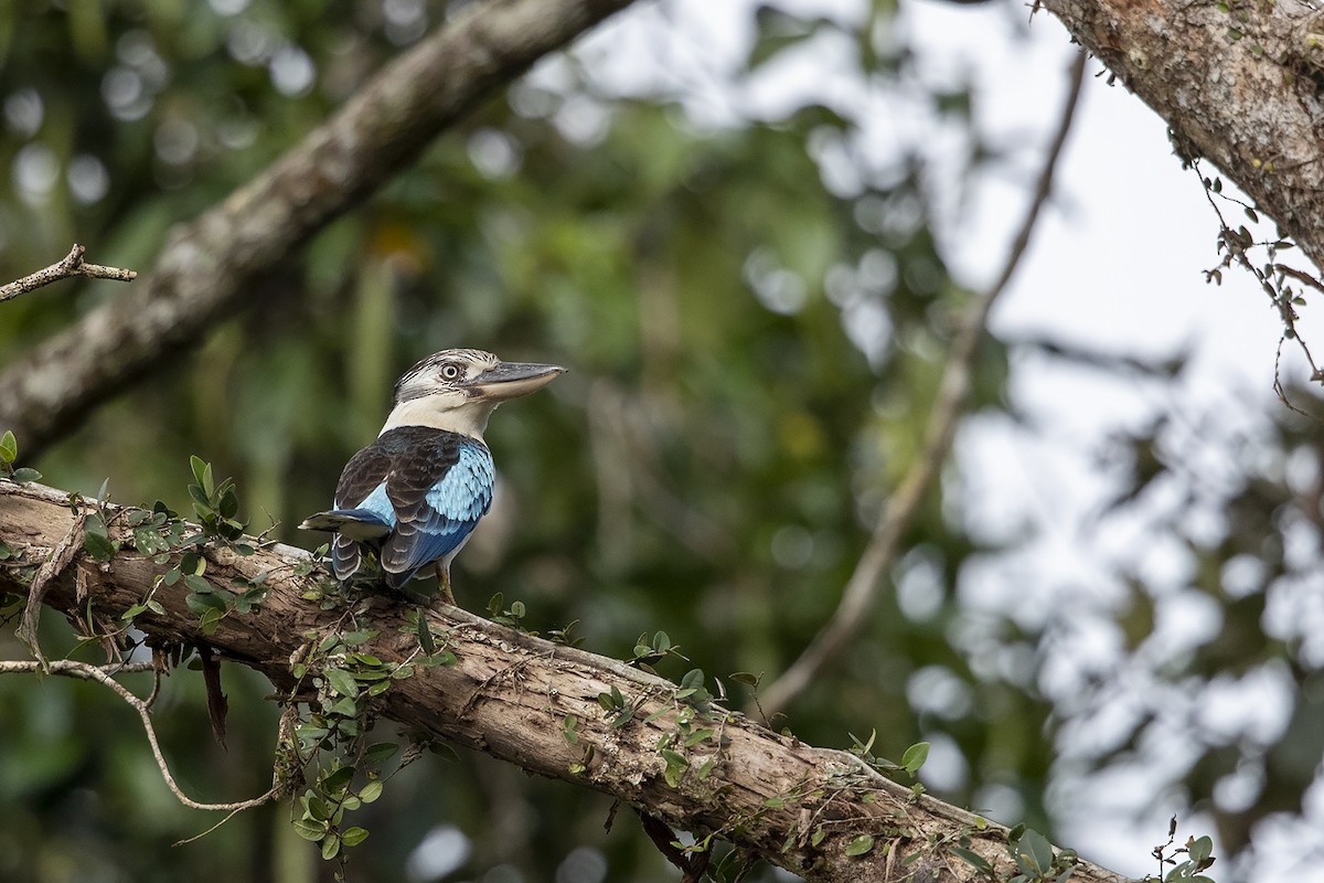 Blue-winged Kookaburra - Niall D Perrins