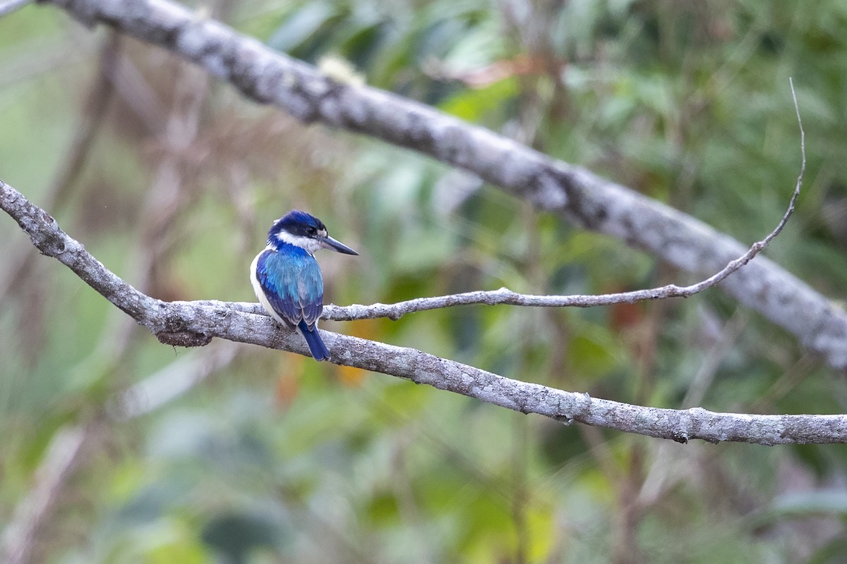 Forest Kingfisher - ML225777911