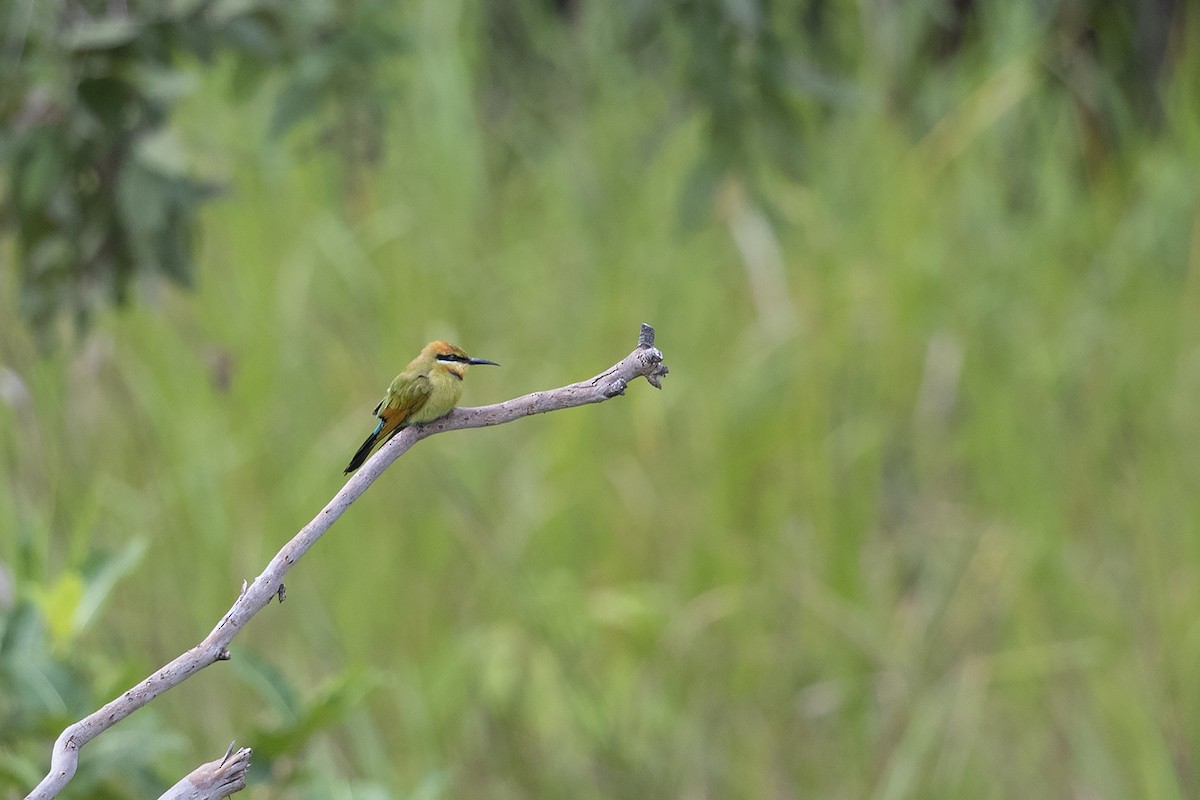 Rainbow Bee-eater - Niall D Perrins
