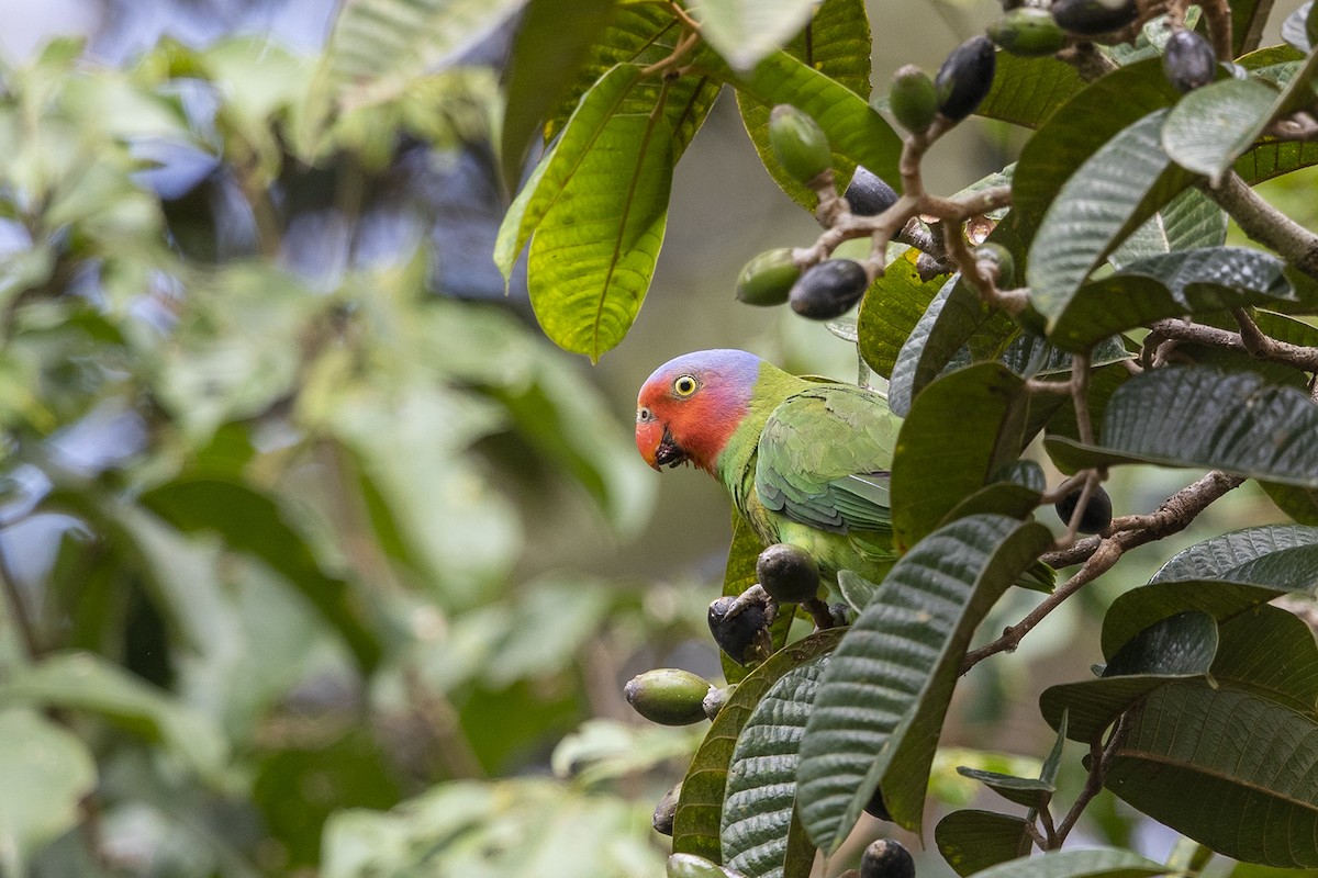Red-cheeked Parrot - Niall D Perrins