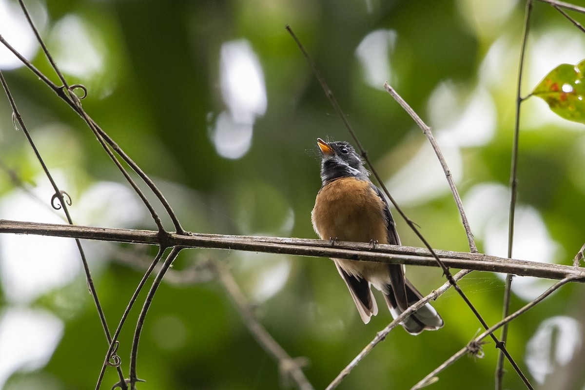Chestnut-bellied Fantail - Niall D Perrins
