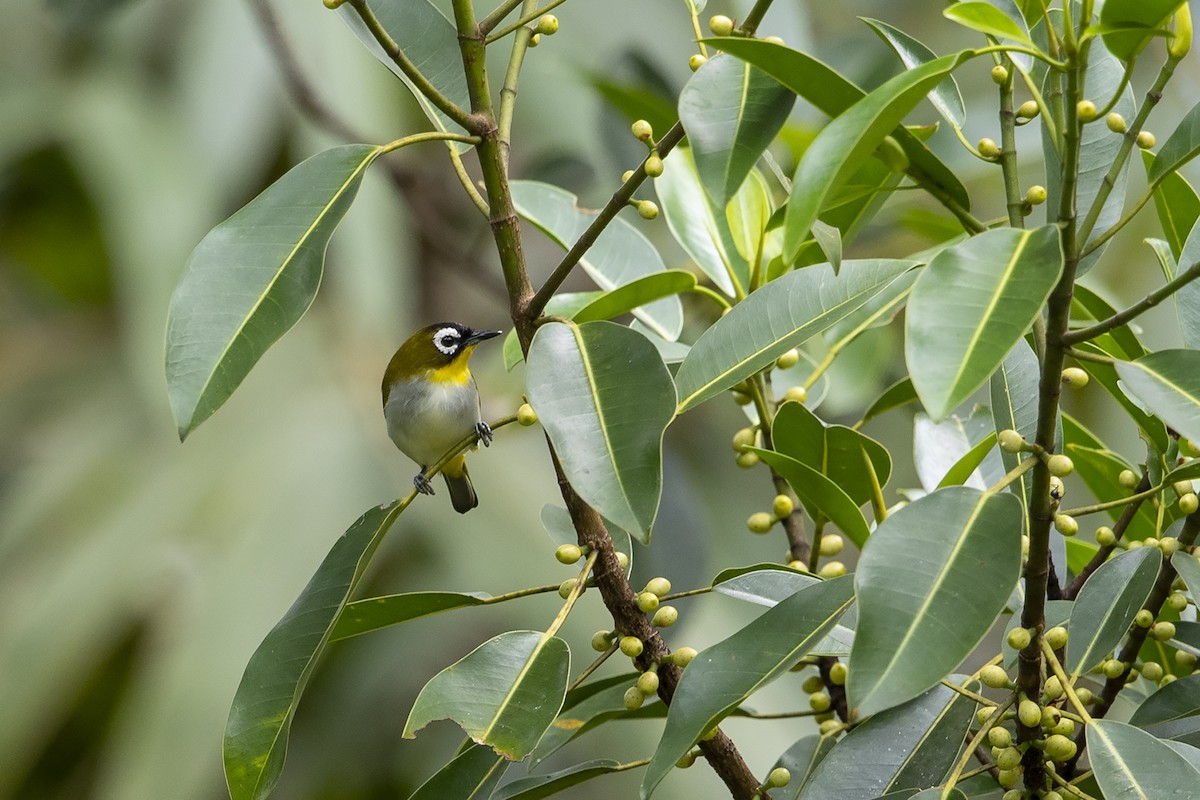Black-fronted White-eye (Black-fronted) - Niall D Perrins