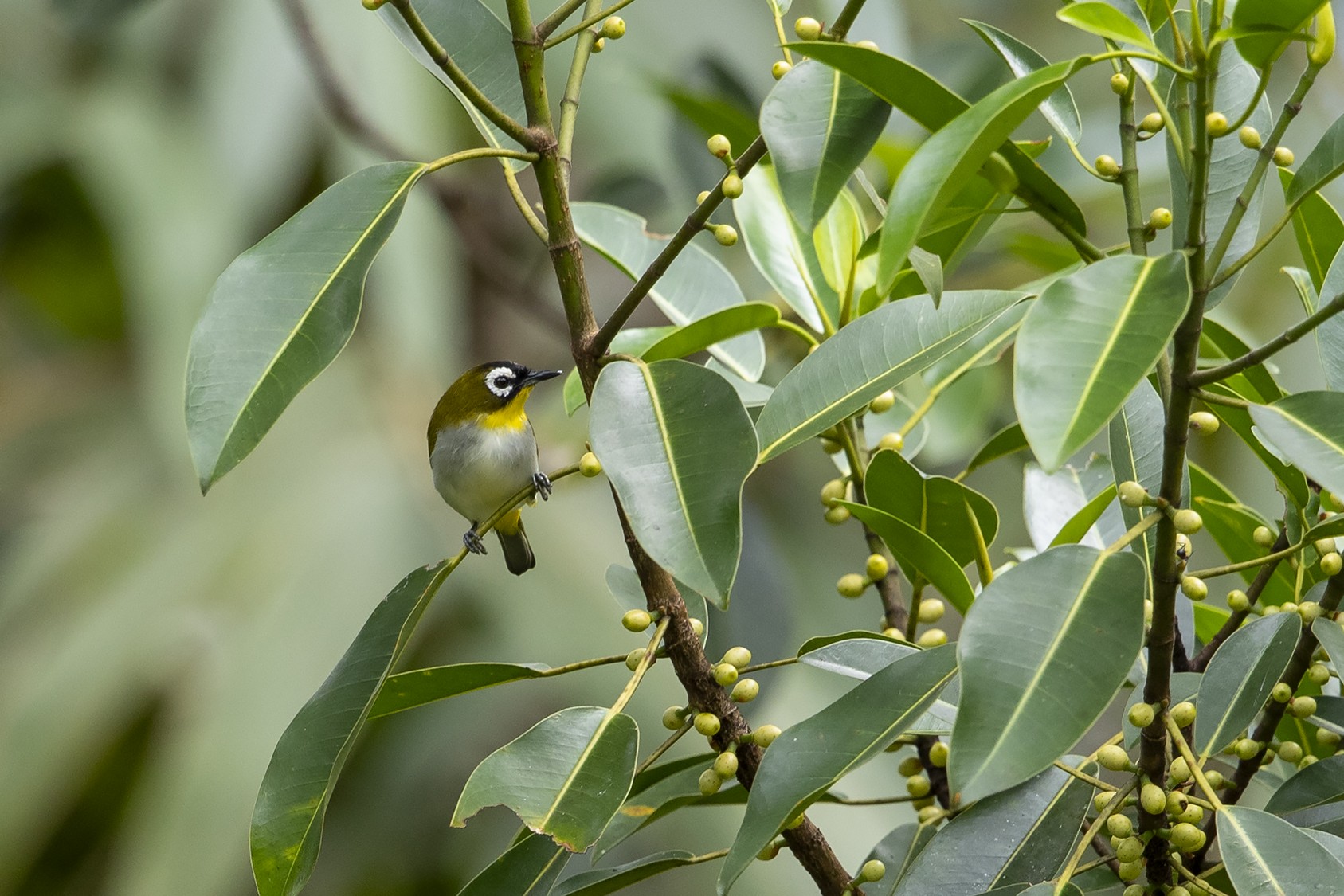 Blackfronted Whiteeye (Blackfronted) eBird