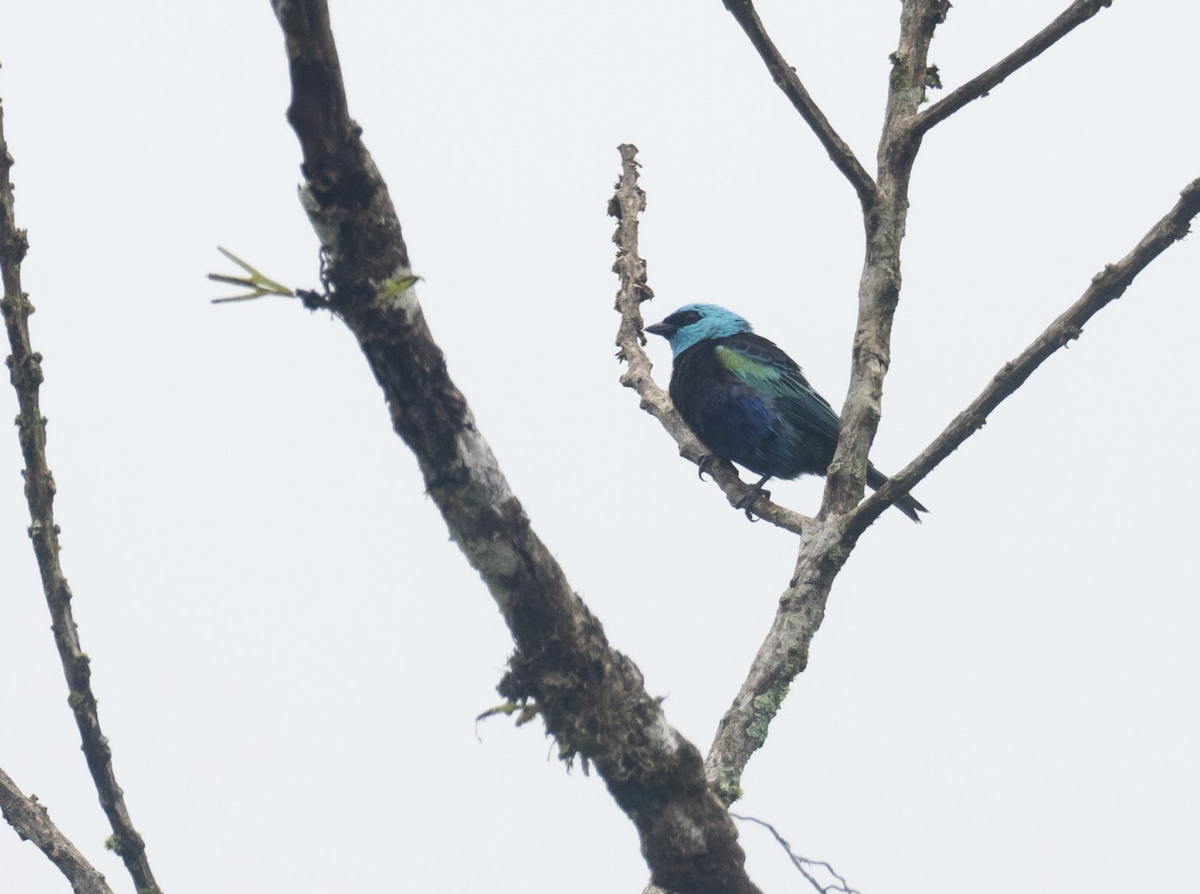 Blue-necked Tanager - ML225778631