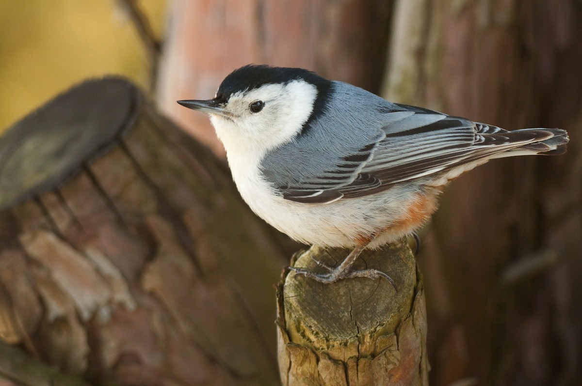 White-breasted Nuthatch - ML22578001