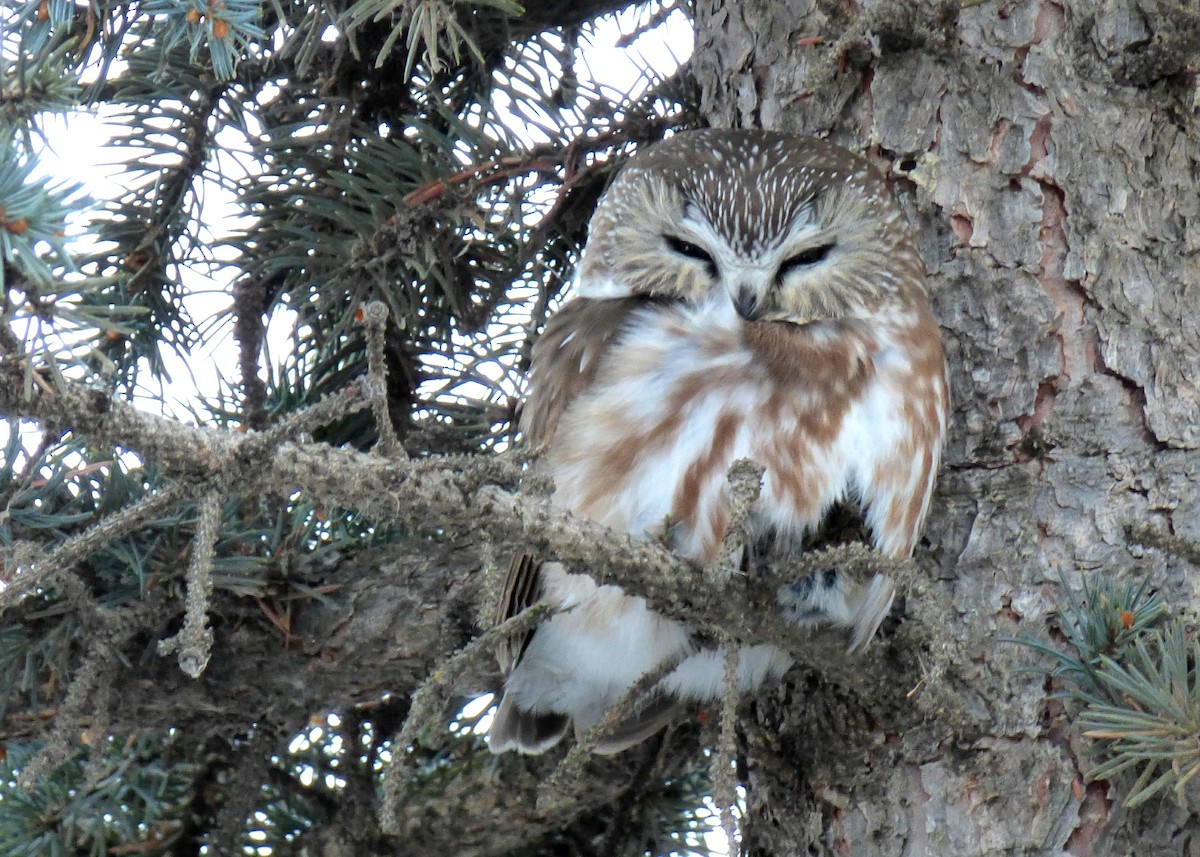 Northern Saw-whet Owl - Laurie Koepke