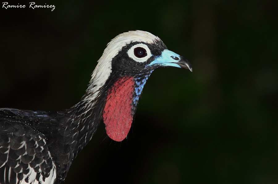 Black-fronted Piping-Guan - ML225783541
