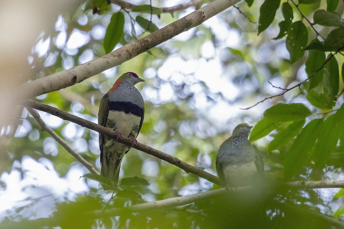 Superb Fruit-Dove (Eastern) - Niall D Perrins