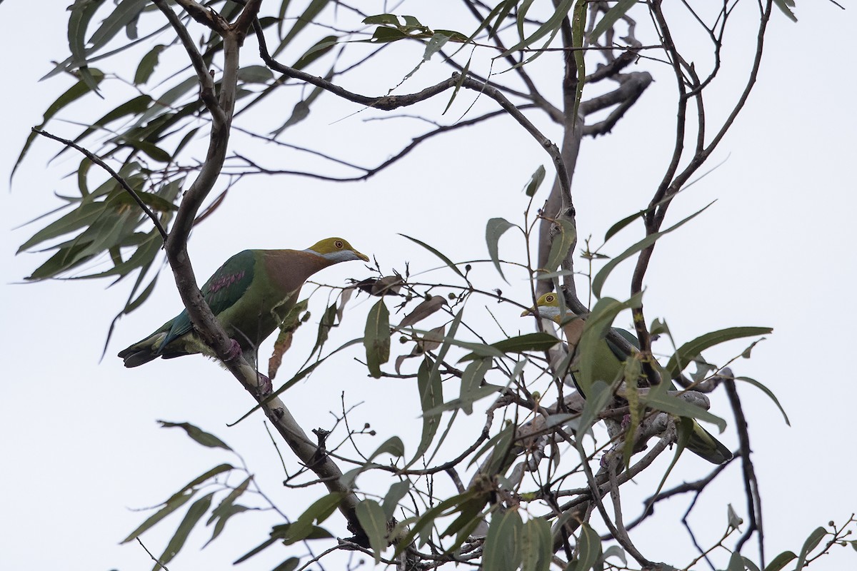 Pink-spotted Fruit-Dove - ML225784621