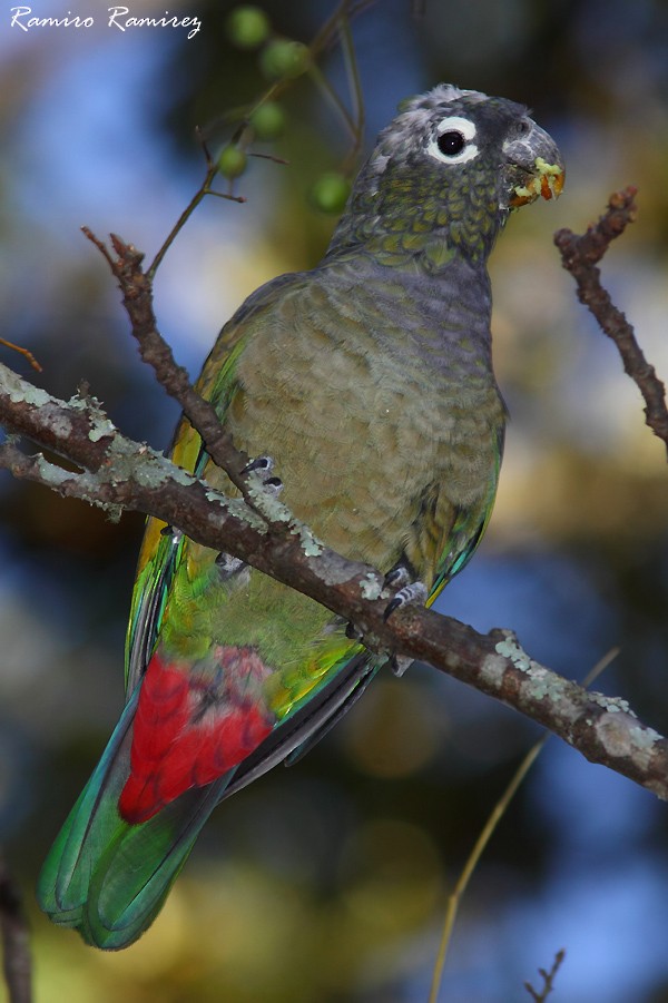 Scaly-headed Parrot - ML225784961