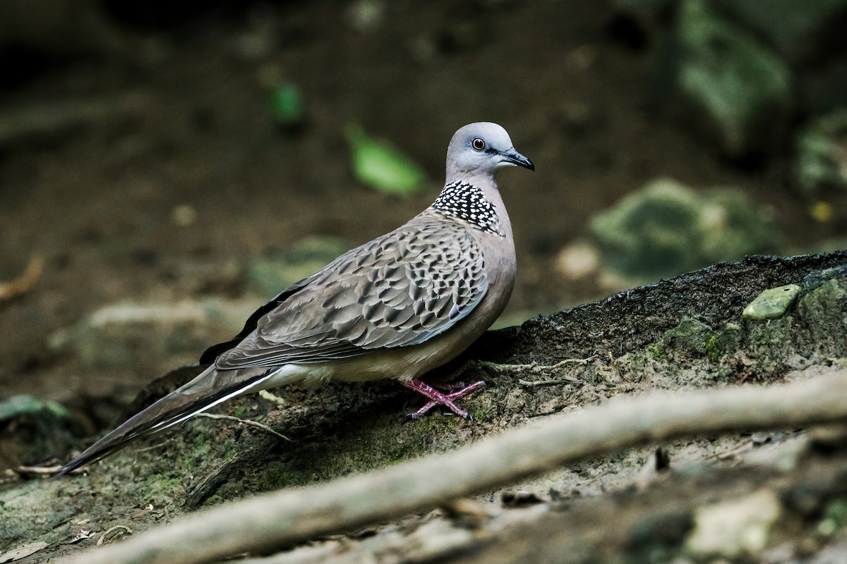 Spotted Dove (Eastern) - Nick Athanas