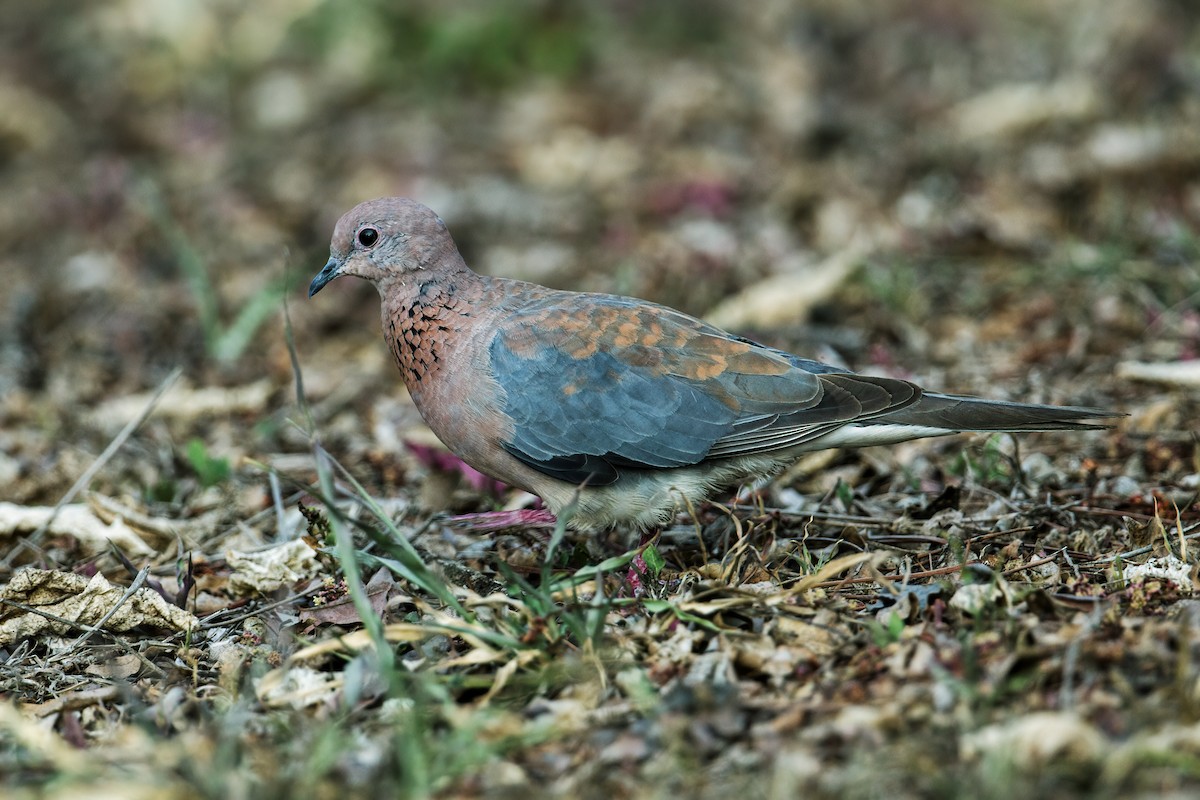 Laughing Dove - ML225786421