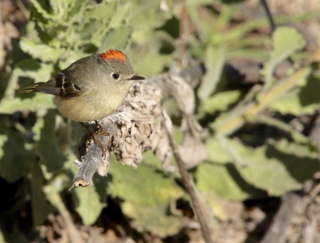 Ruby-crowned Kinglet - Millie and Peter Thomas