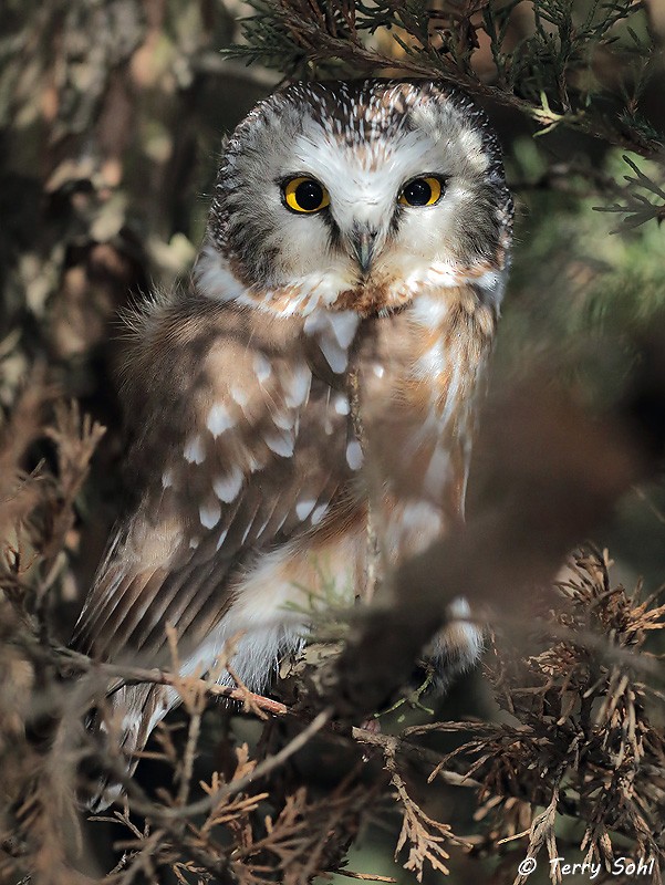 Northern Saw-whet Owl - Terry Sohl
