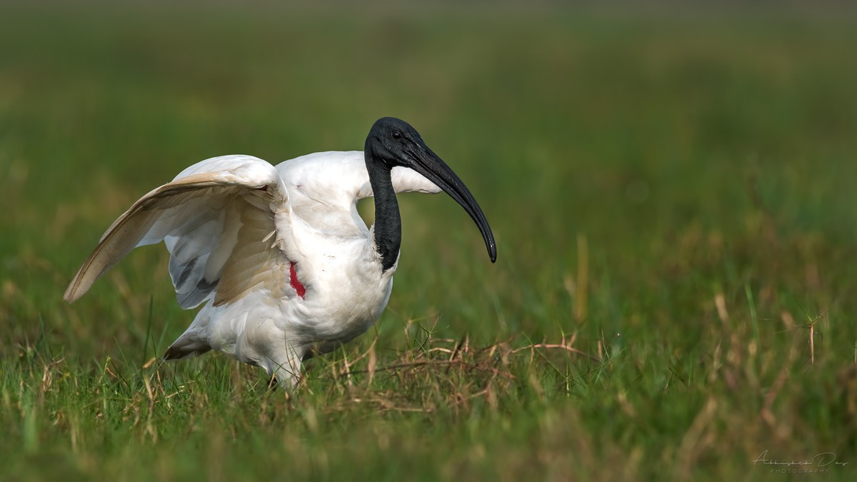 ibis černohlavý - ML225794921