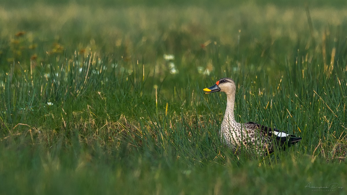 Indian Spot-billed Duck - ML225795011
