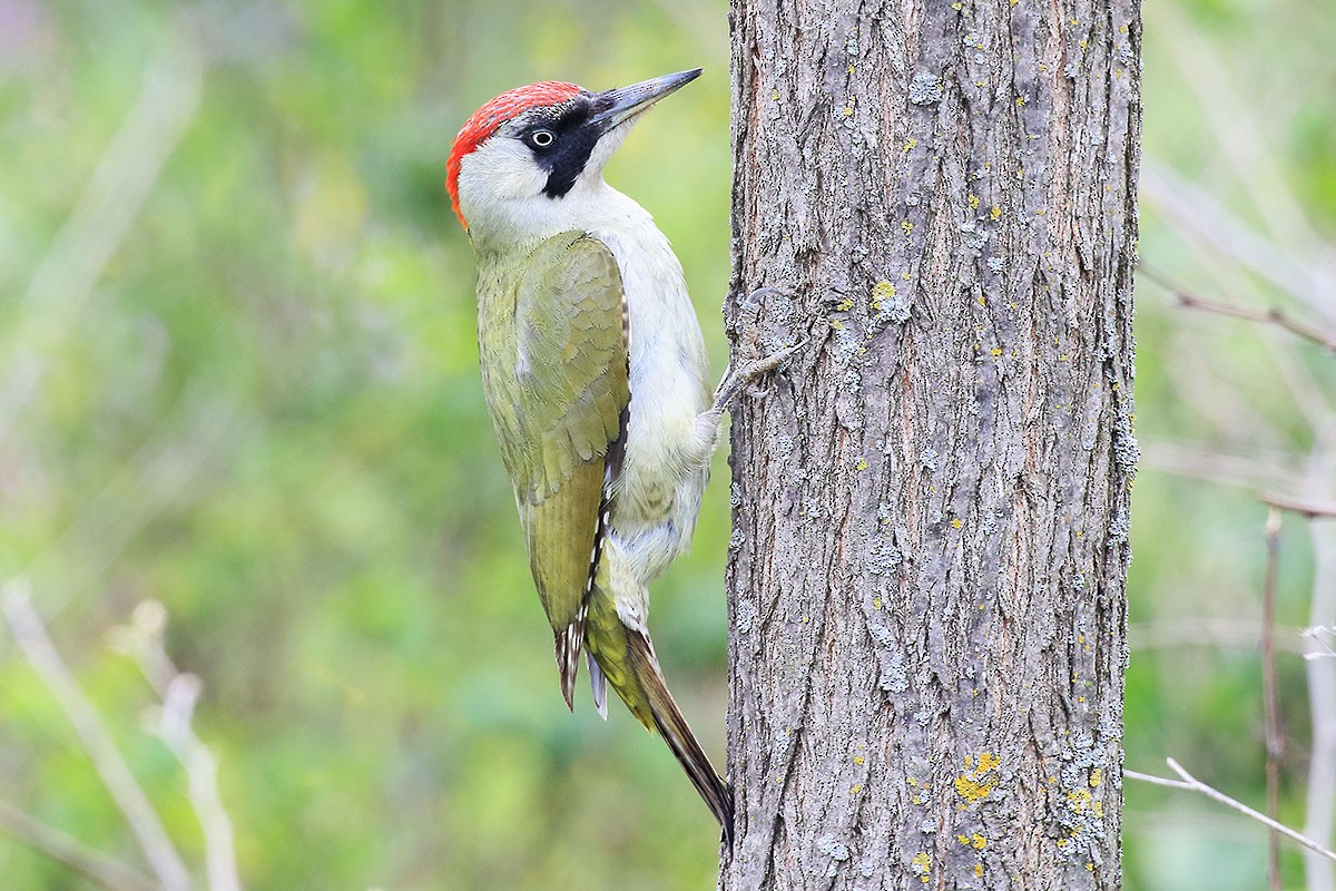 Eurasian Green Woodpecker - Vladimir Deryabin