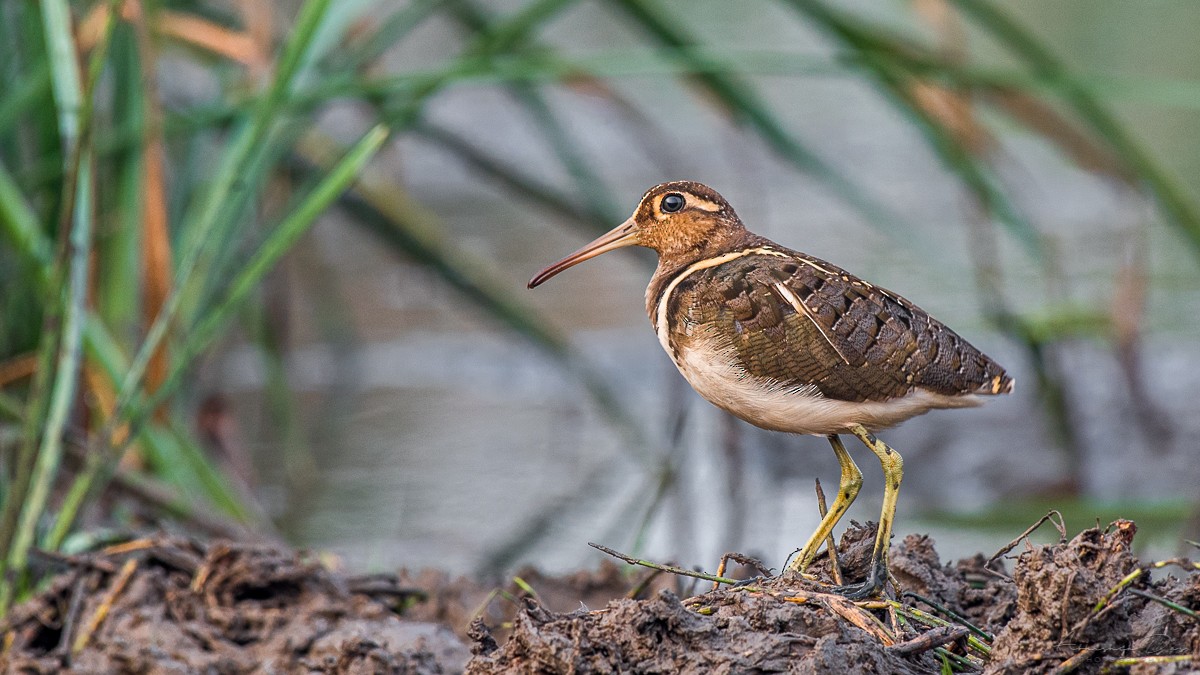 Greater Painted-Snipe - ML225799201