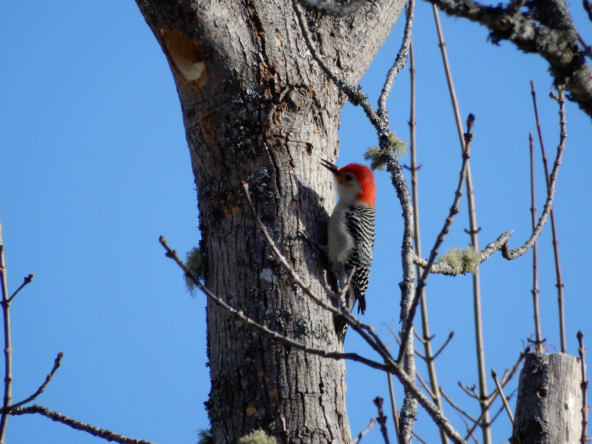 Red-bellied Woodpecker - Marty Zelenietz