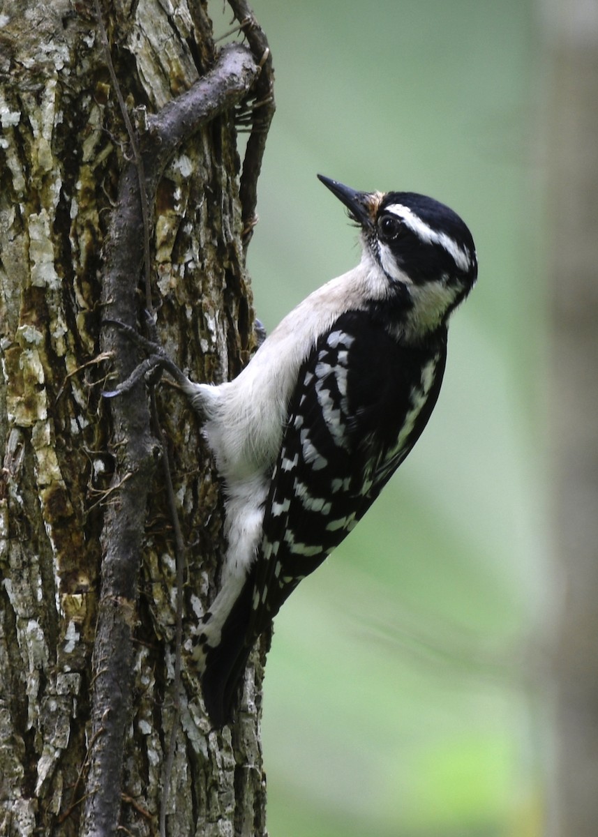 Hairy Woodpecker - Cyndy Hardaker