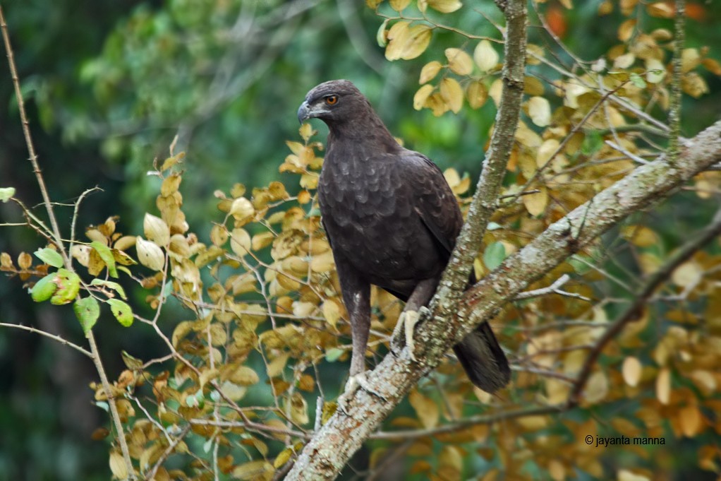 Changeable Hawk-Eagle - Jayanta Manna